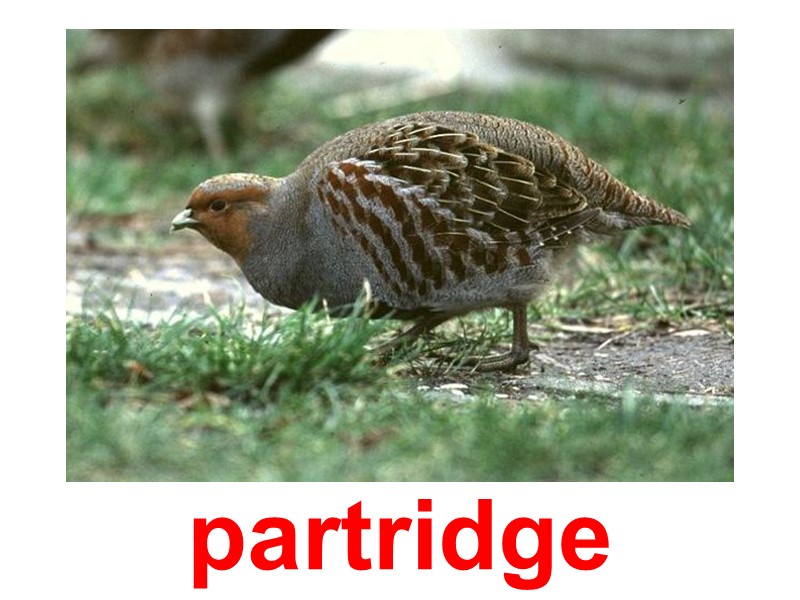 partridge
